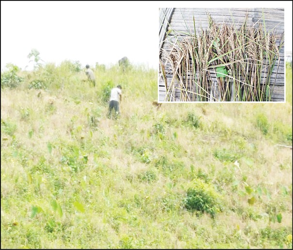 Farmers are seen harvesting Jhum rice at a field in Aboi sub-division on August 26. With deficient rainfall, farmers maintain that they are seeing huge reduction of farm yield this season. (Inset) Due to poor season, rice spikelets are relatively lesser resulting in poor harvest. (Morung Photo: By special arrangement)